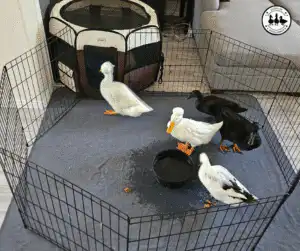 Indoor Pet Ducks