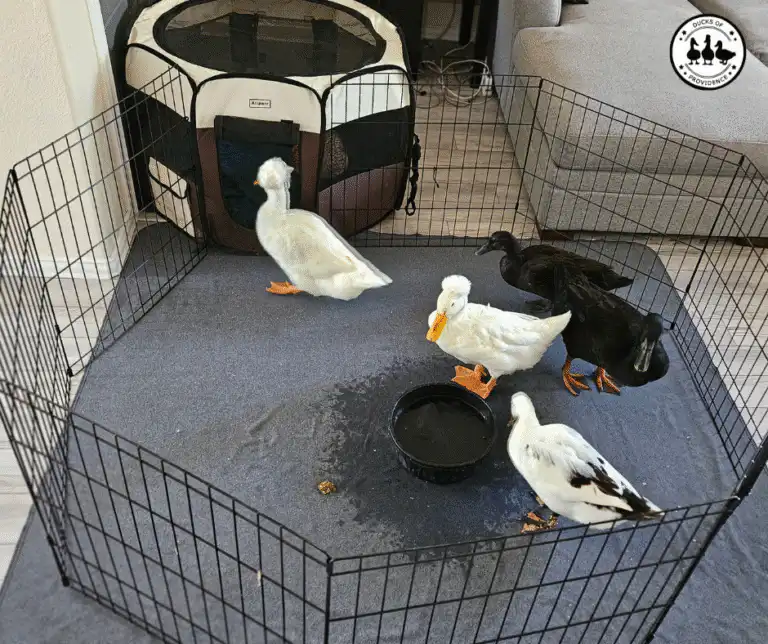Indoor Pet Ducks