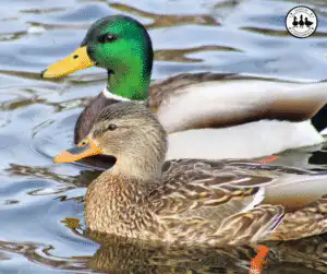 mallard ducks