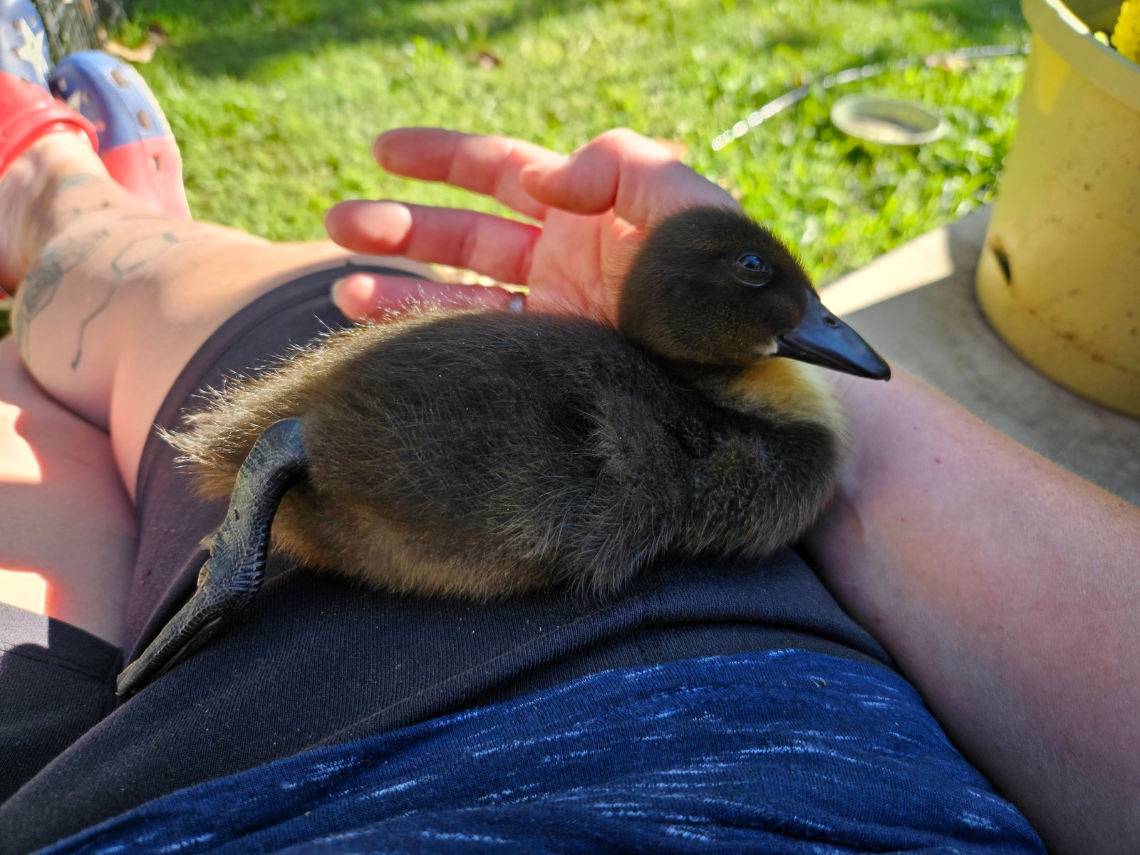 do ducks get lonely when only with humans?