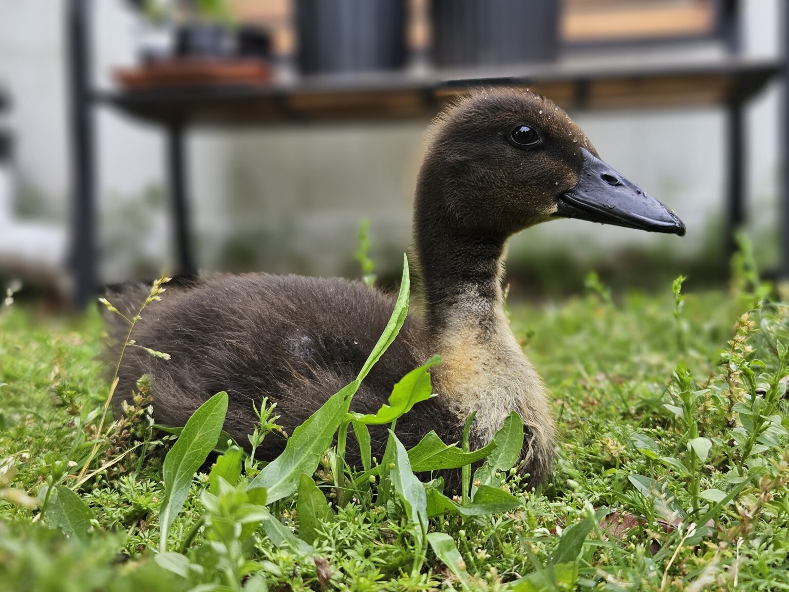 Color Genetics in Ducks: Why Are Some Ducklings a Surprise?