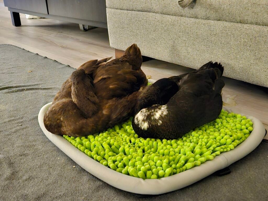 how ducks sleep