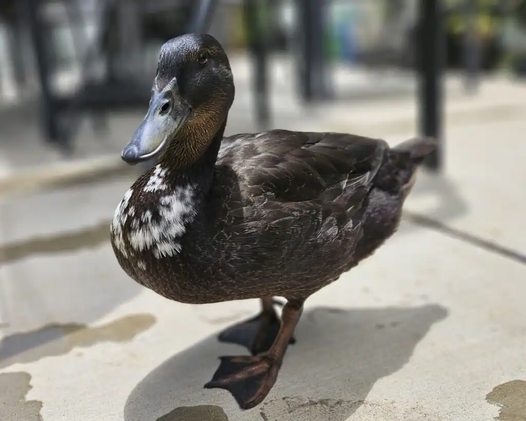 our duck Muffin