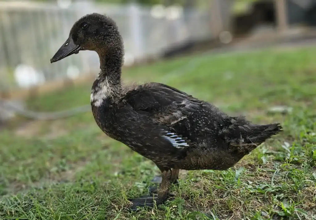 duckling feathers - transition to adult feathers