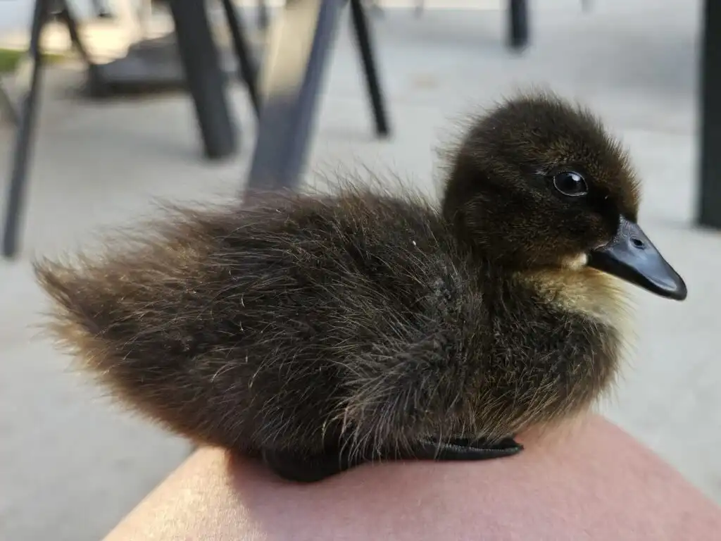 imprinted duckling