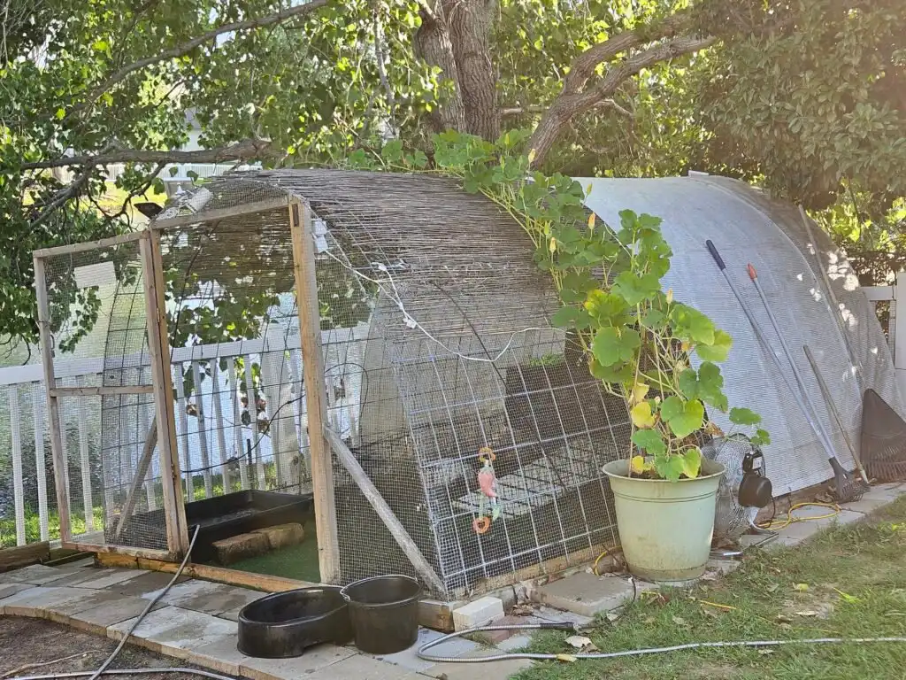 duck housing - hoop coop in the summer