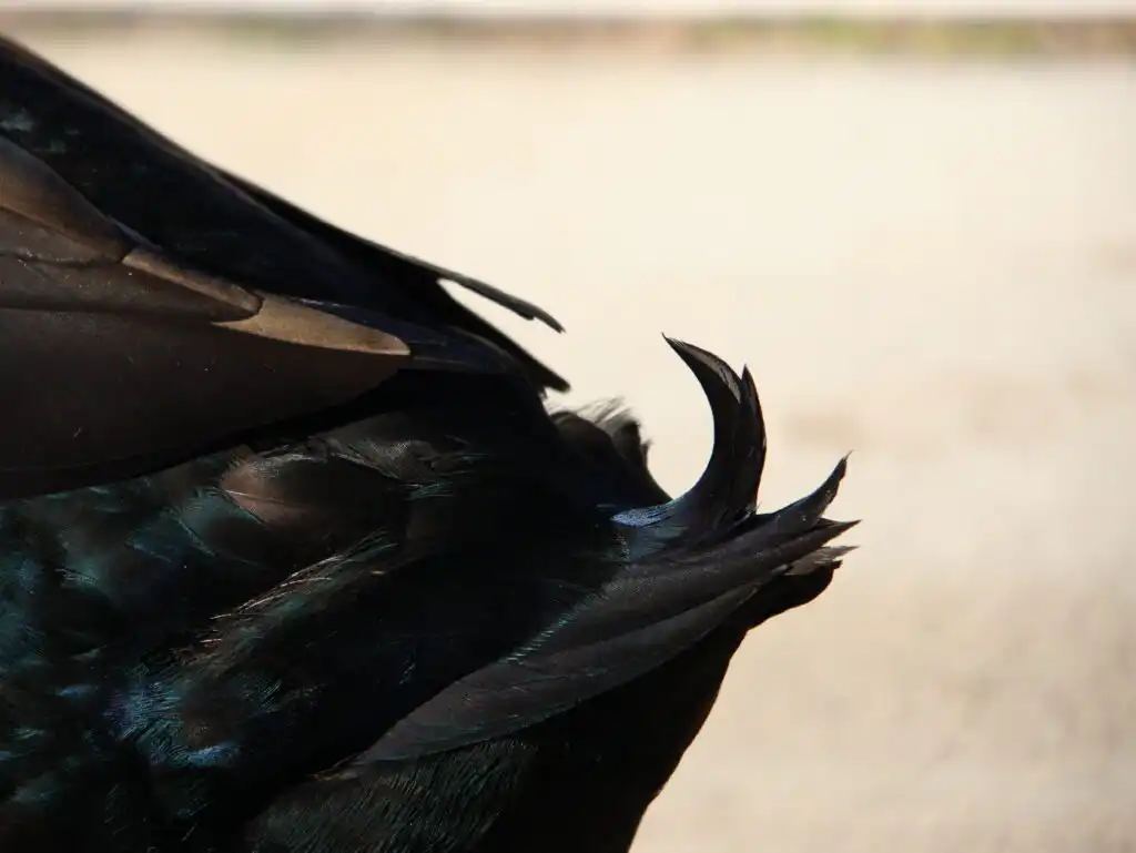 Duck feathers - the drake curl