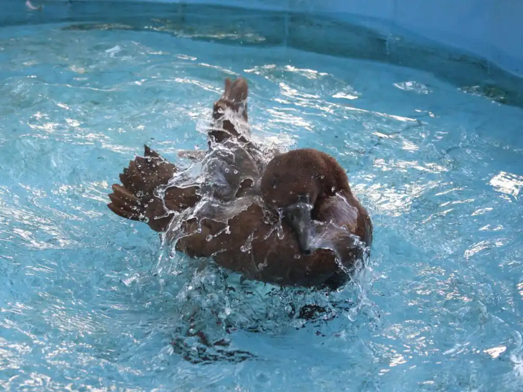 Duck bathing
