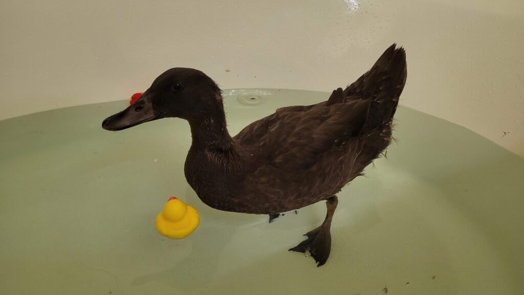 indoor pet duck bathing