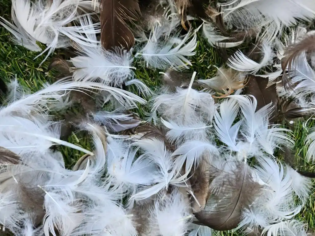 duck feathers - down feather
