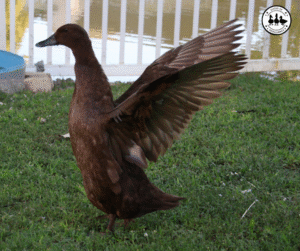 duck feathers