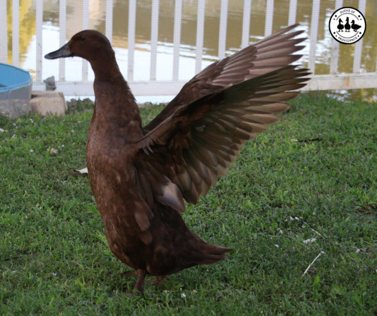 duck feathers