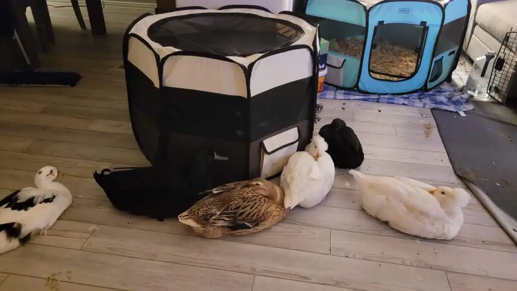 indoor pet ducks