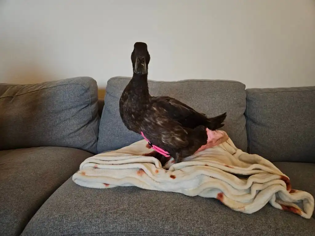 indoor pet duck on the couch