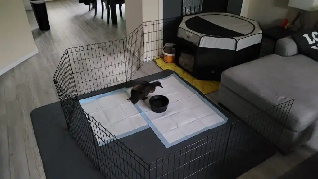 setup for indoor pet ducks