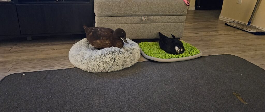 indoor pet ducks