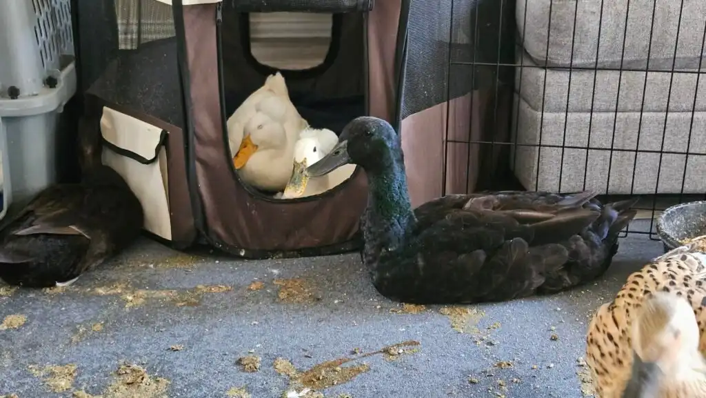 indoor pet ducks making a mess