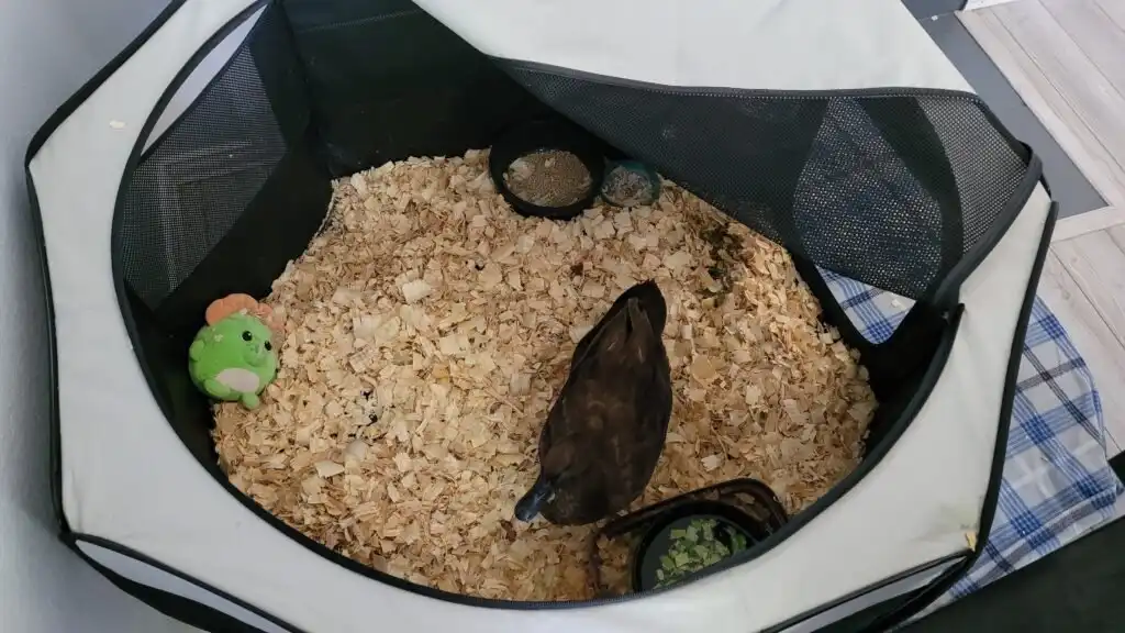 setup for indoor pet ducks