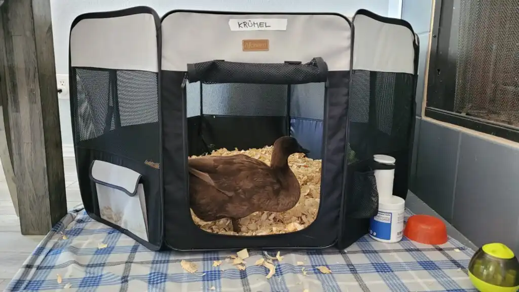 indoor pet duck in her playpen