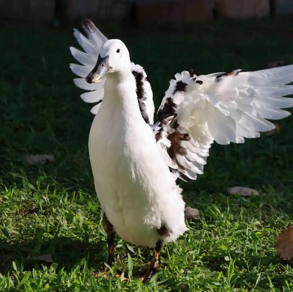 Ancona Duck stretching their wings