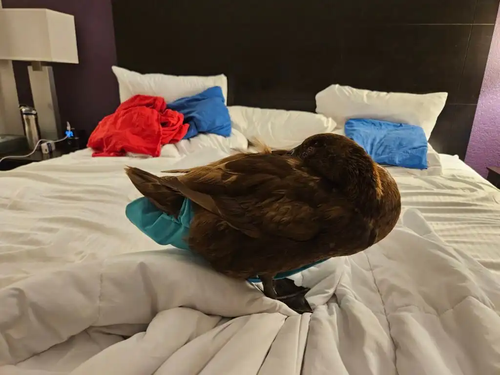 indoor pet duck on the bed