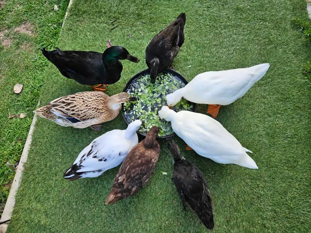 group of ducks eating