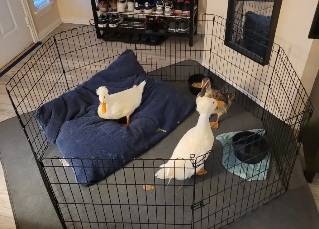 indoor pet ducks in their metal playpen