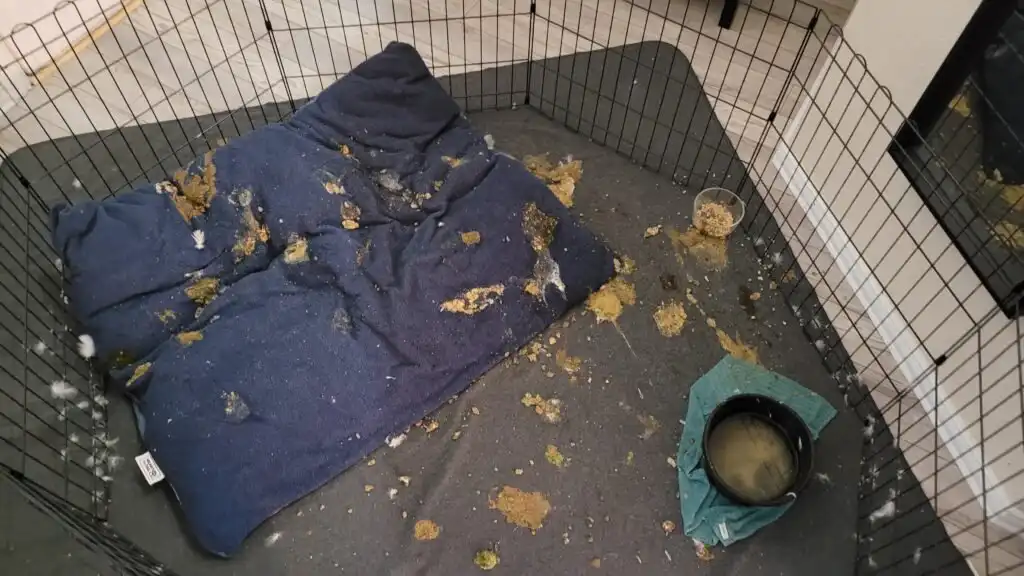 the mess indoor pet ducks make