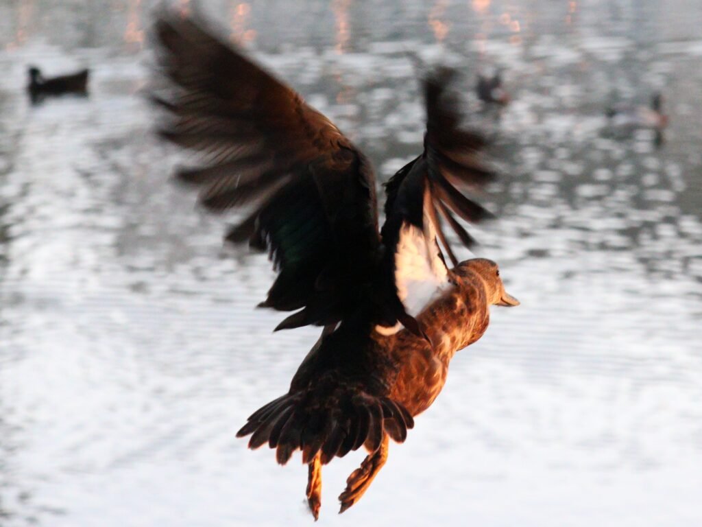 flying duck