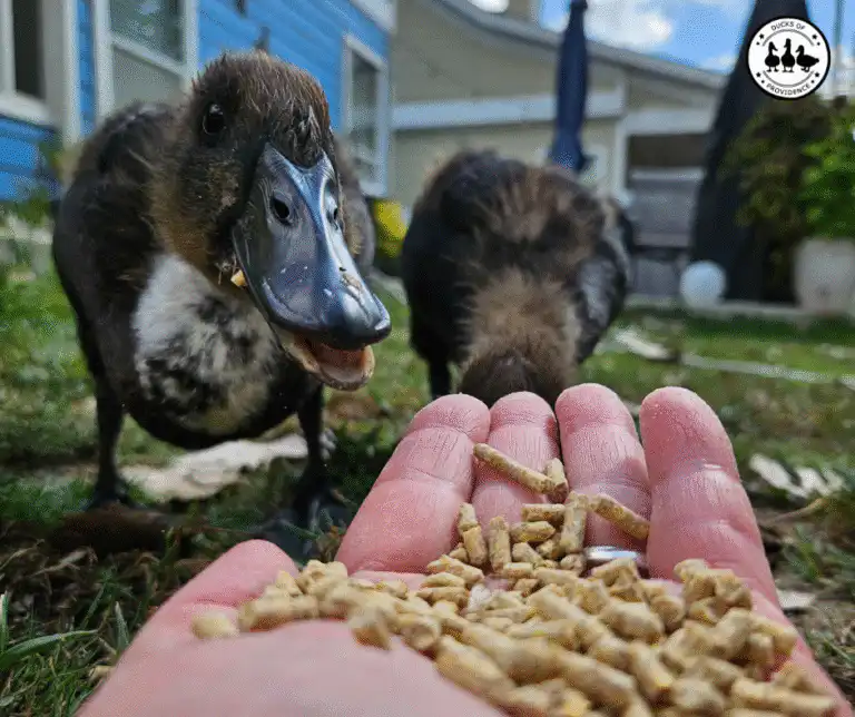 foods ducks can and can't eat