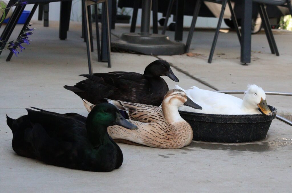 group of ducks