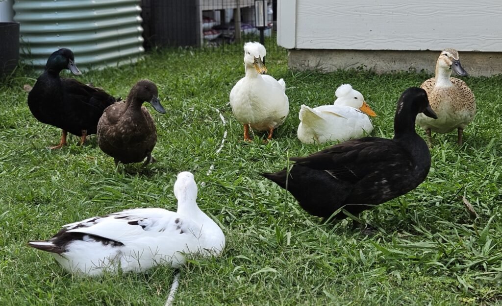 group of ducks