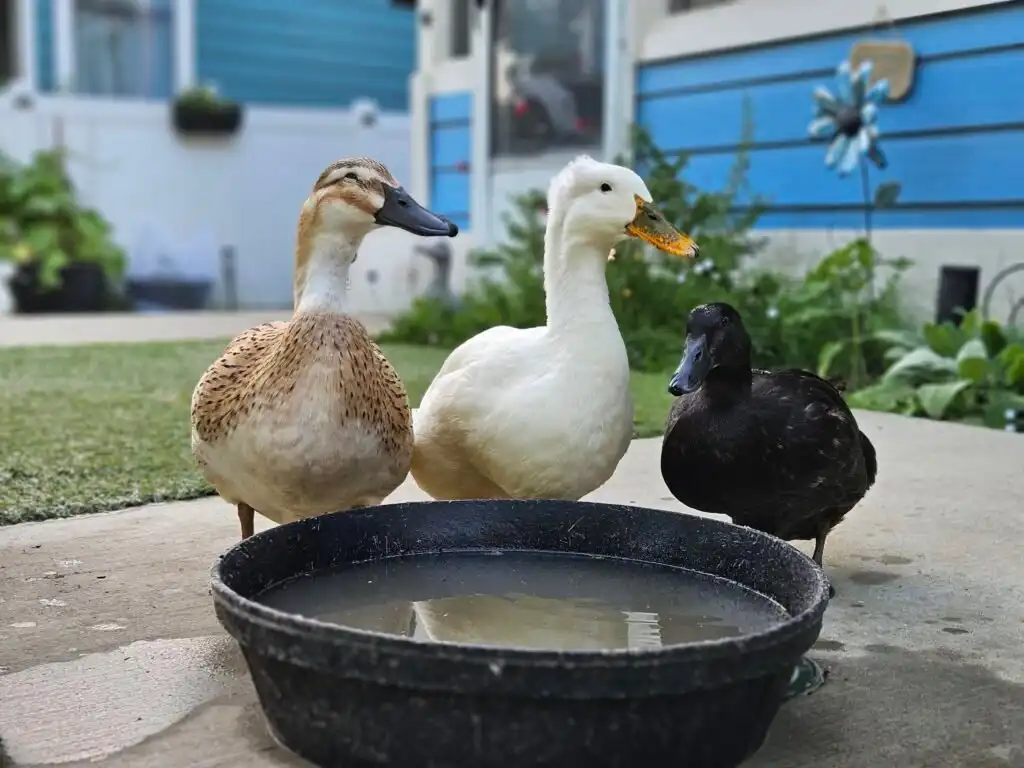 ducks