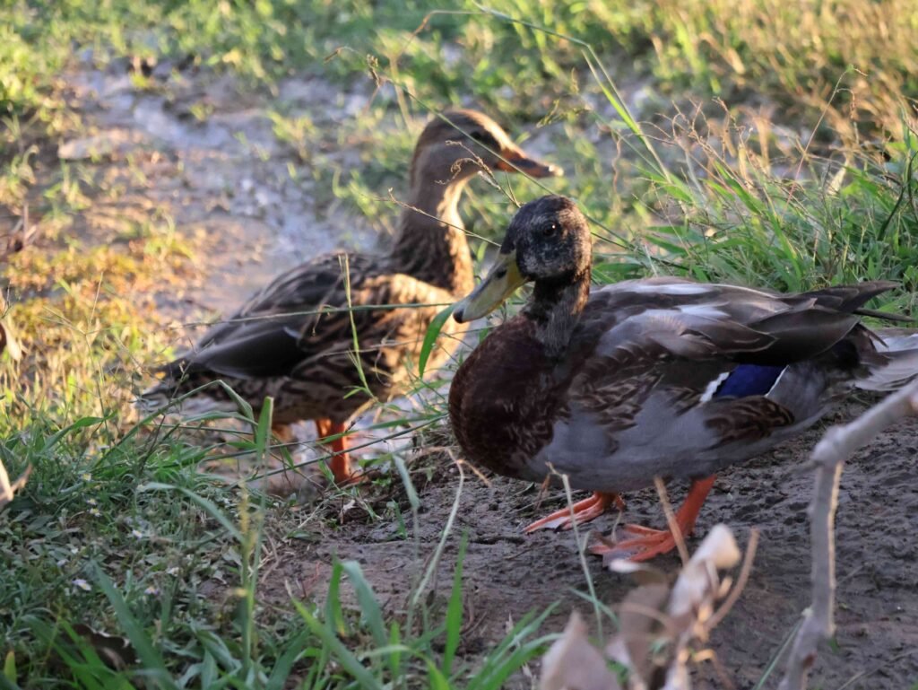 mallard ducks
