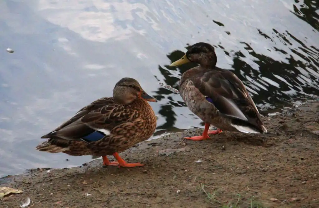 mallard ducks
