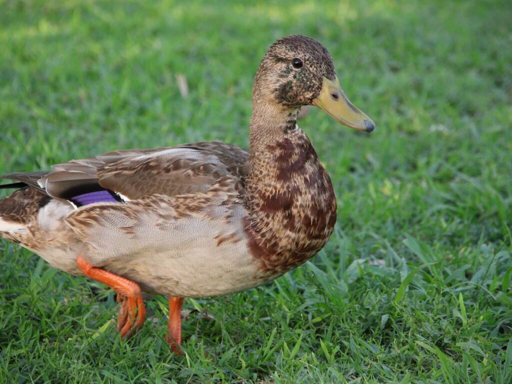 mallard duck drake in his eclipse plumage