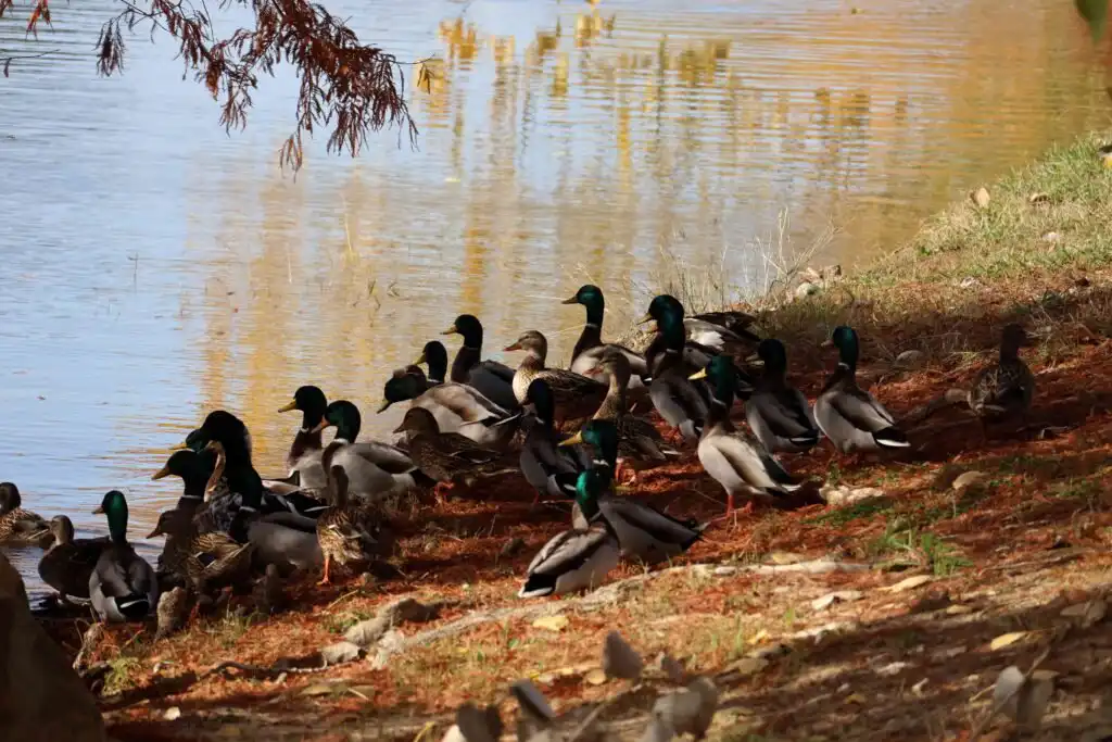group of mallard ducks