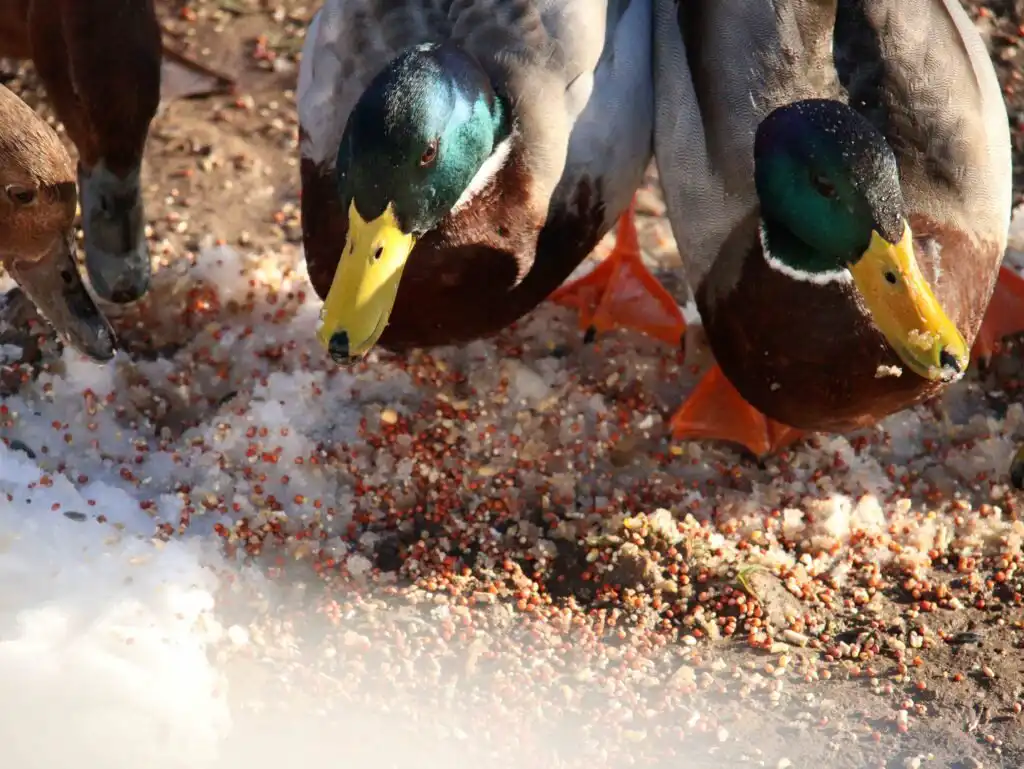 mallard ducks eating