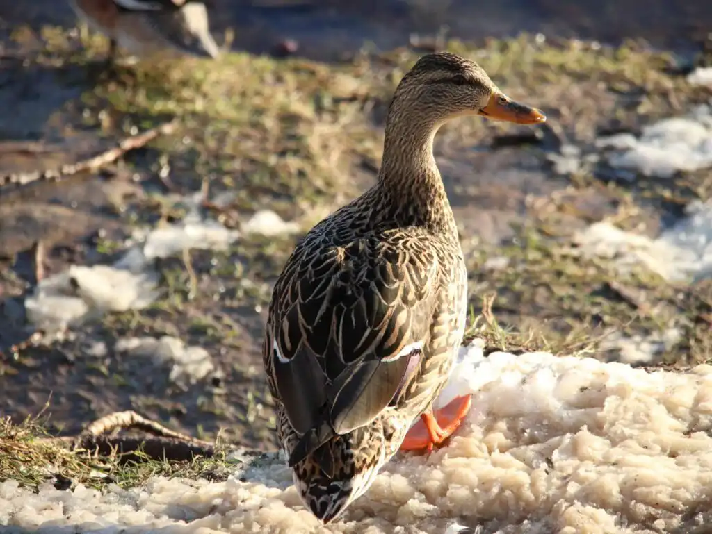 female malaard duck