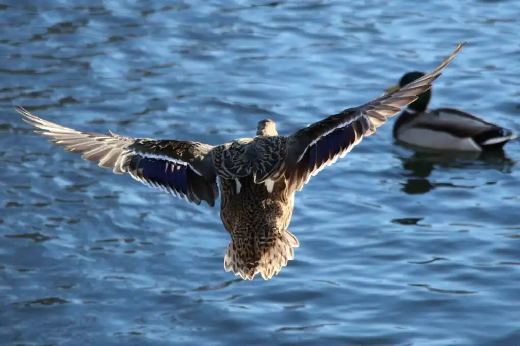 flying mallard duck