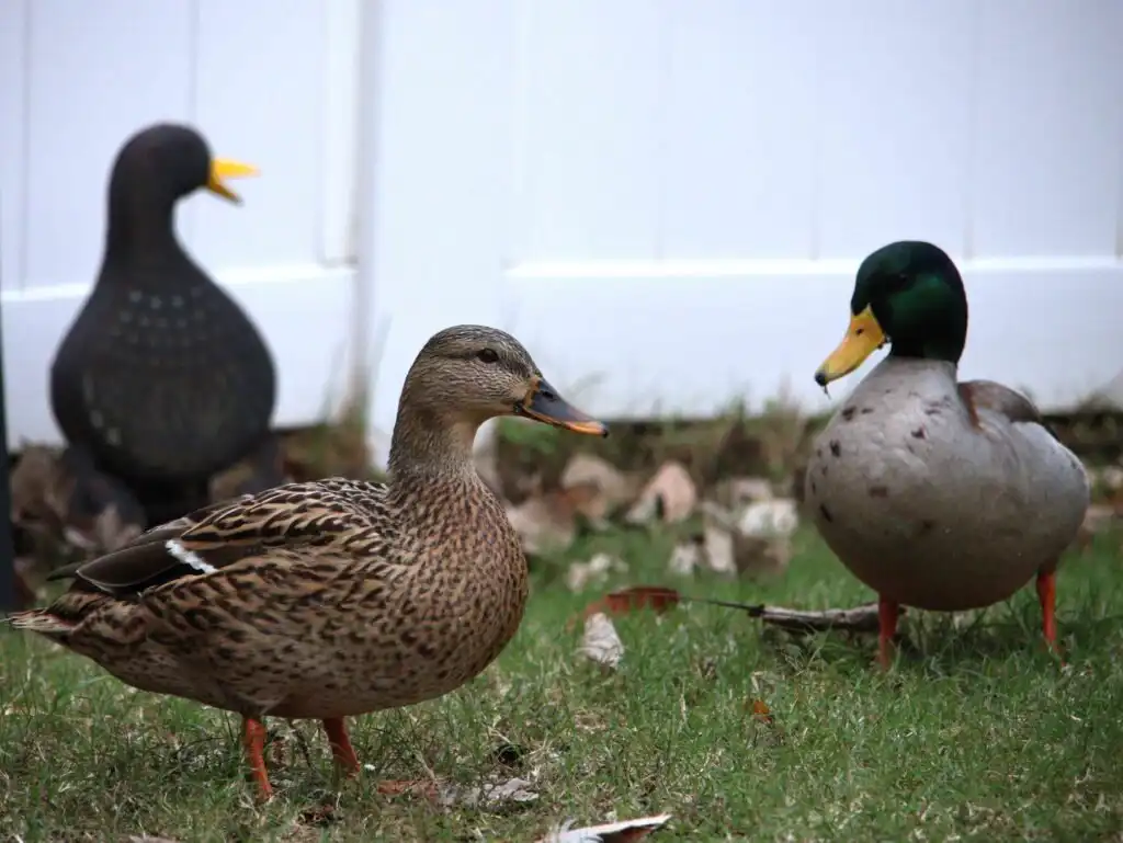 mallard ducks