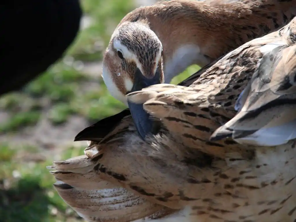 duck preening to waterproof feathers