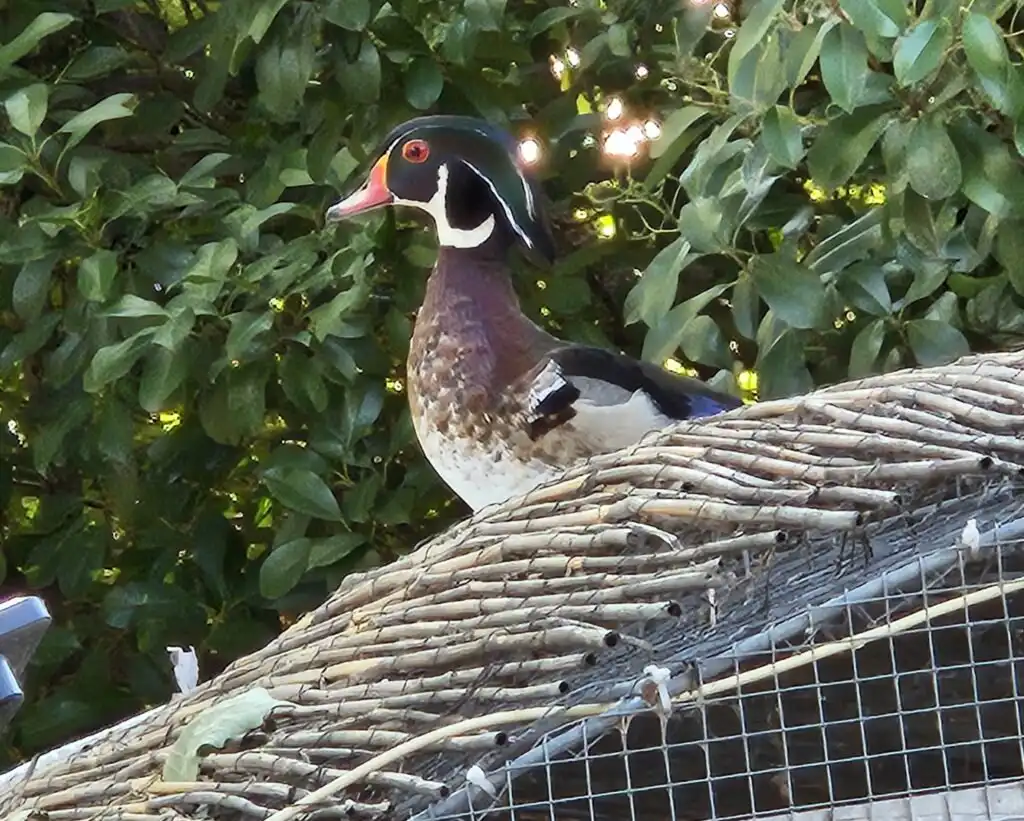 male wood duck