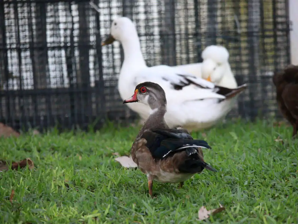 male wood duck interacting with domestic ducks