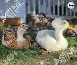 Color Genetics in Ducks