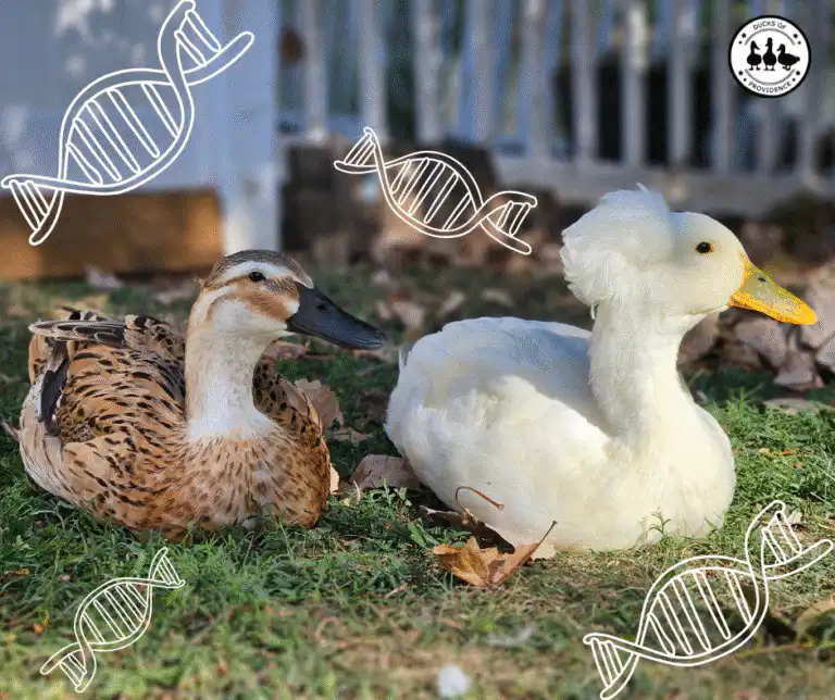 Color Genetics in Ducks