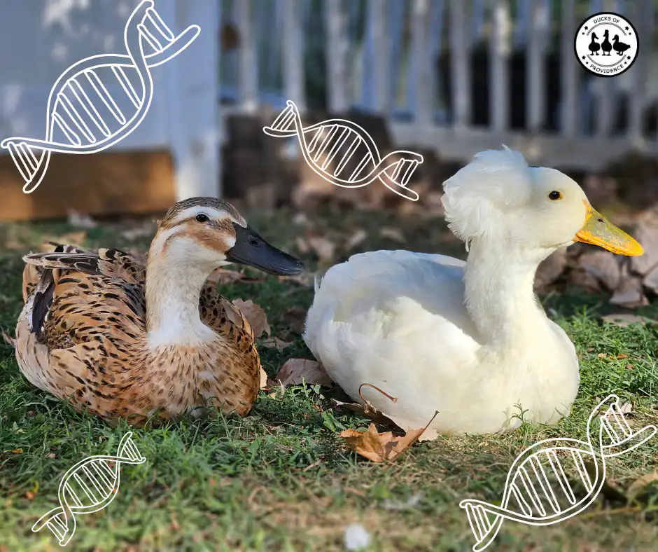 Color Genetics in Ducks