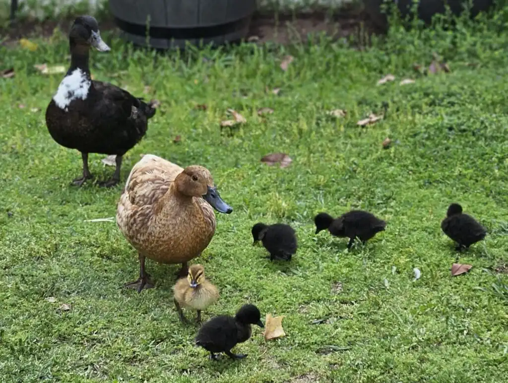 color genetics in ducks