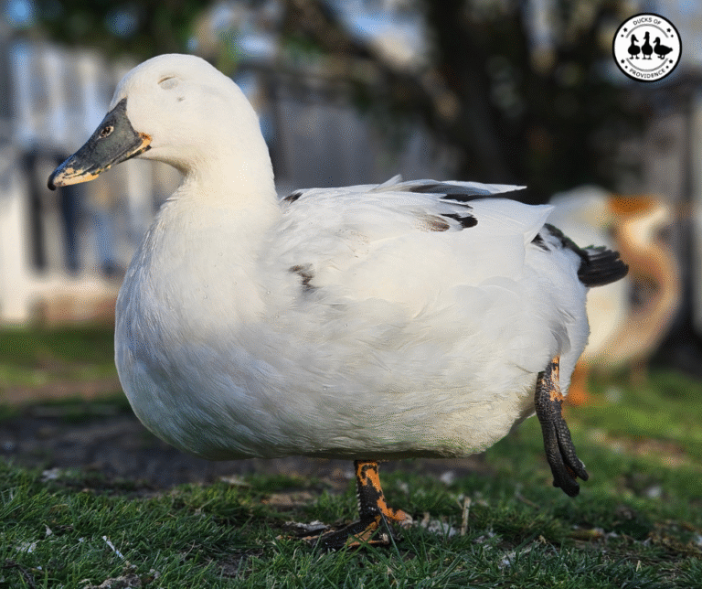 how ducks sleep