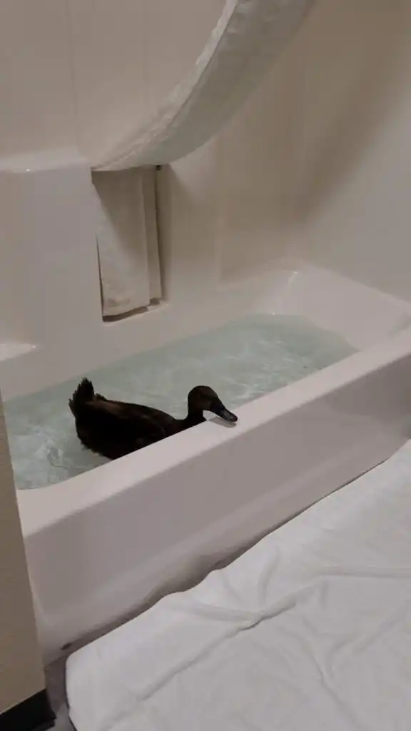 travel with a pet duck